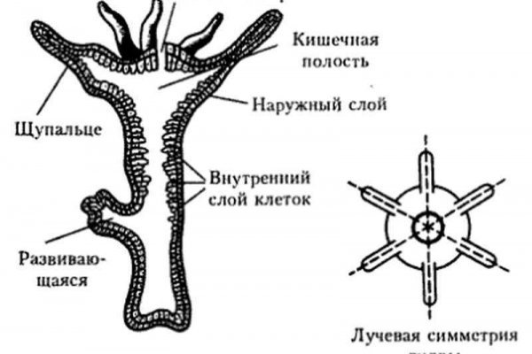 Кракен это что за сайт